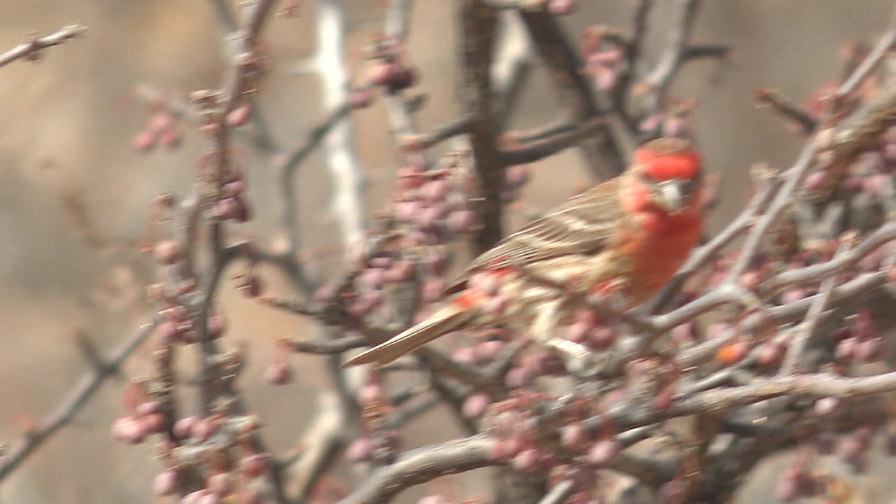 A small red and brown bird perches near clusters of pink berries on dry branches in Cabo Pulmo, Baja California Sur, with no visible people.