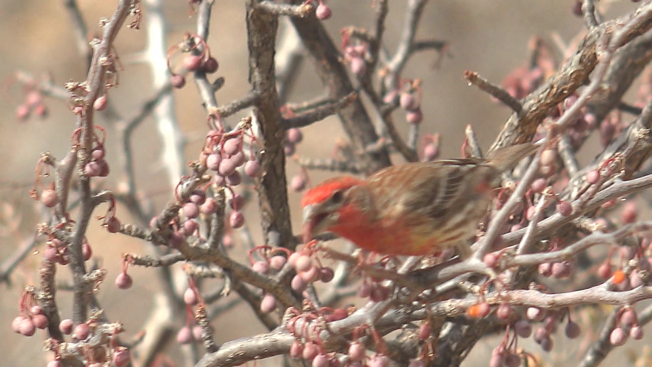 The red and brown bird leans forward across interlaced branches beside pink fruit clusters in Cabo Pulmo, Baja California Sur, with no visible people.