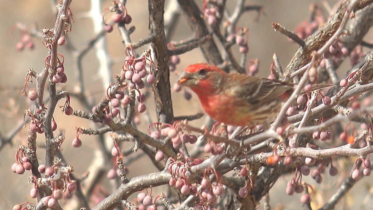 Red bird low in the frame among branches and hanging berries.