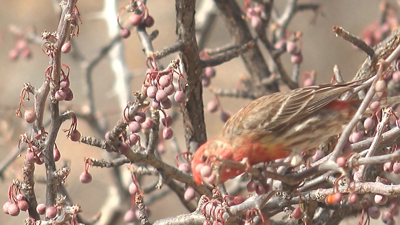 At the start of the Cabo Pulmo clip, a red and brown bird bends toward small pink berries on pale gray branches with no visible people.