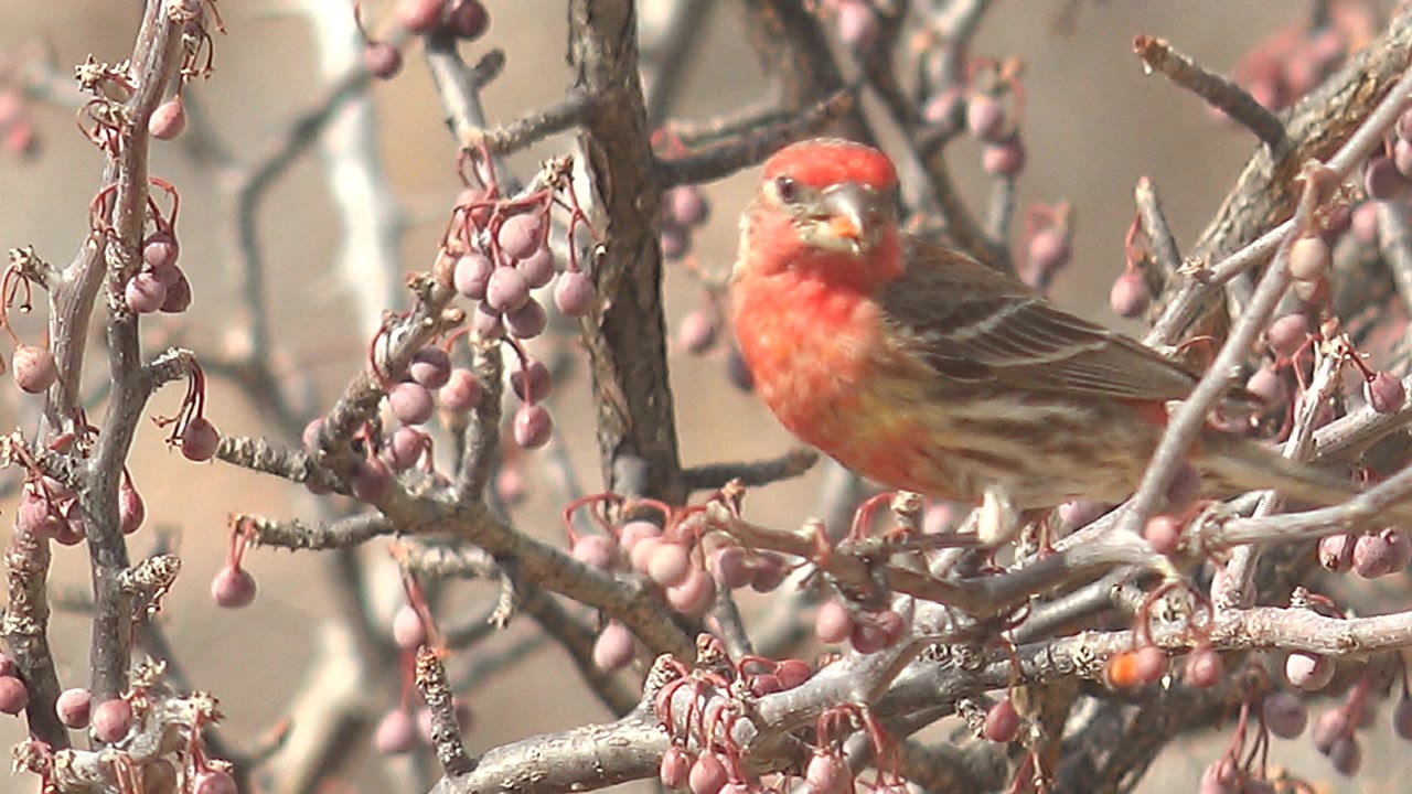 A red-headed brown bird faces the camera while perched among pink berry clusters and intersecting branches in Cabo Pulmo, with no visible people.