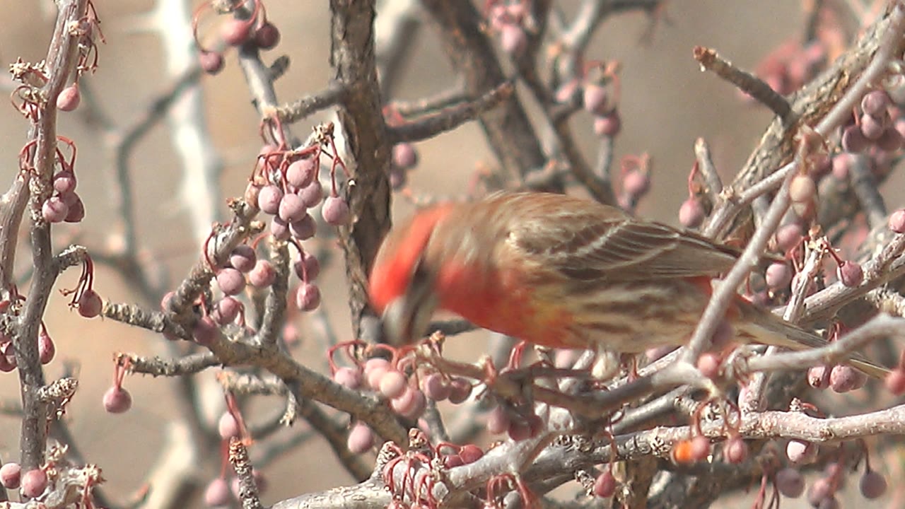 The bird appears slightly motion-blurred as it shifts along the berry-covered branches in the Cabo Pulmo footage, with no visible people.