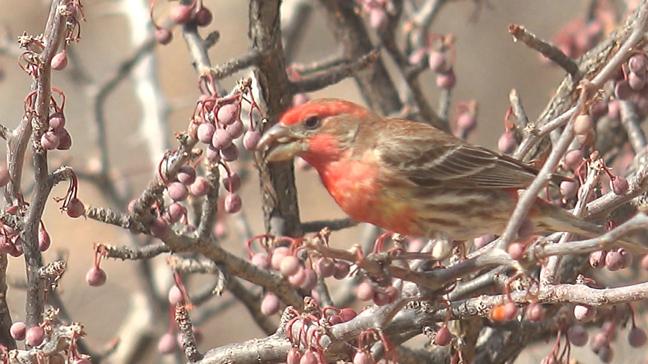 Midway through the Cabo Pulmo clip, the red and brown bird fills more of the frame beside clusters of pink berries, with no visible people.