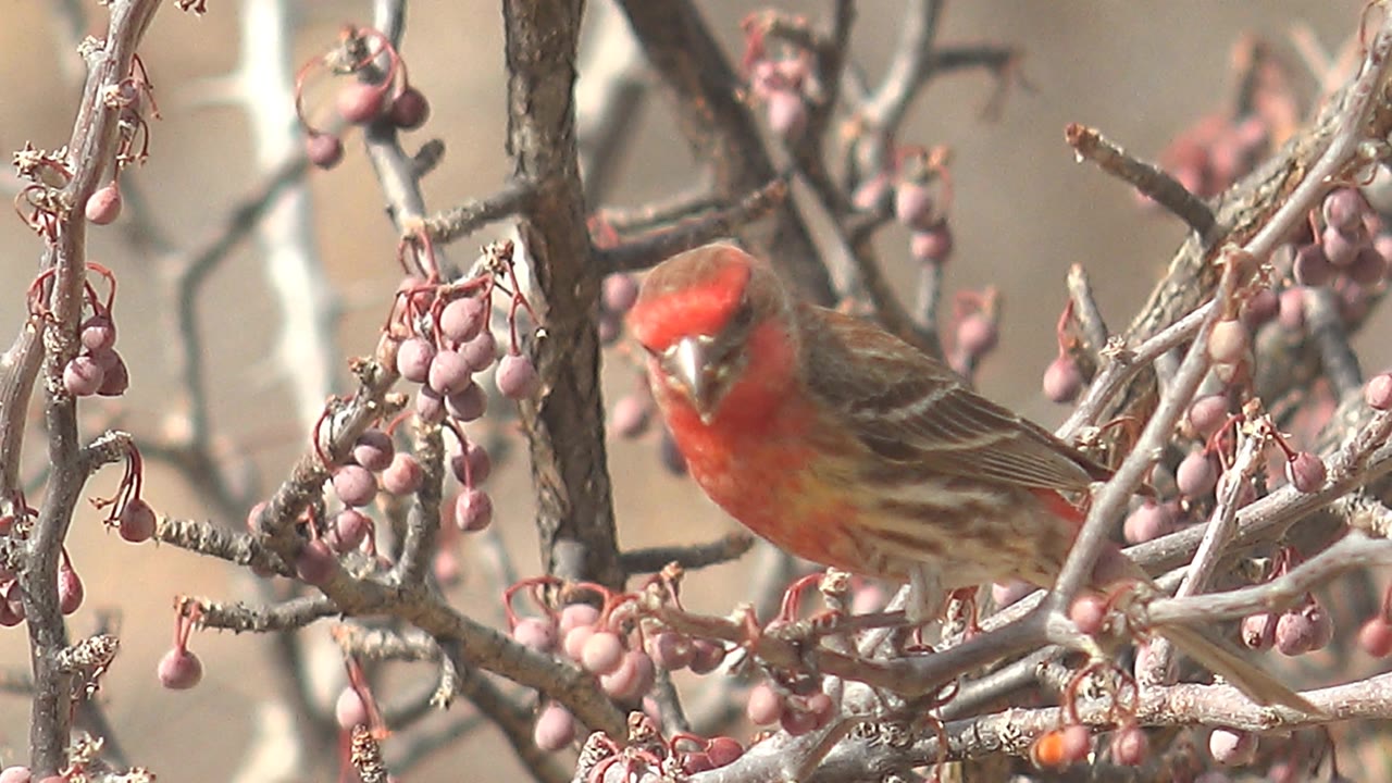 A red and brown bird faces left among thorny branches with small pink fruits in Cabo Pulmo, Baja California Sur, Mexico, with no visible people.