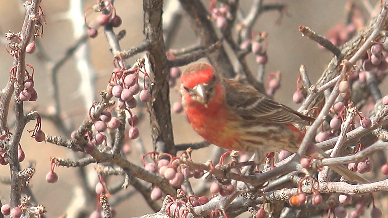 The bird angles its red head and chest forward on a dry branch beside clusters of pink fruit in Cabo Pulmo, with no visible people.