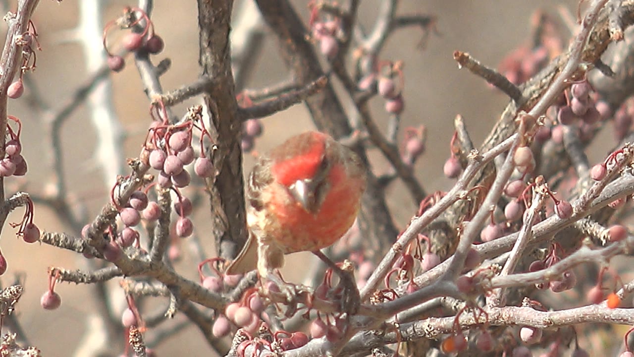 The bird faces toward the camera through a tangle of pale branches and pink fruits in Cabo Pulmo, Baja California Sur, Mexico, with no visible people.