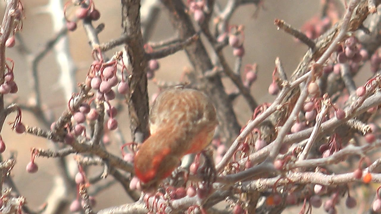 Bird partly turned away among dry fruiting branches