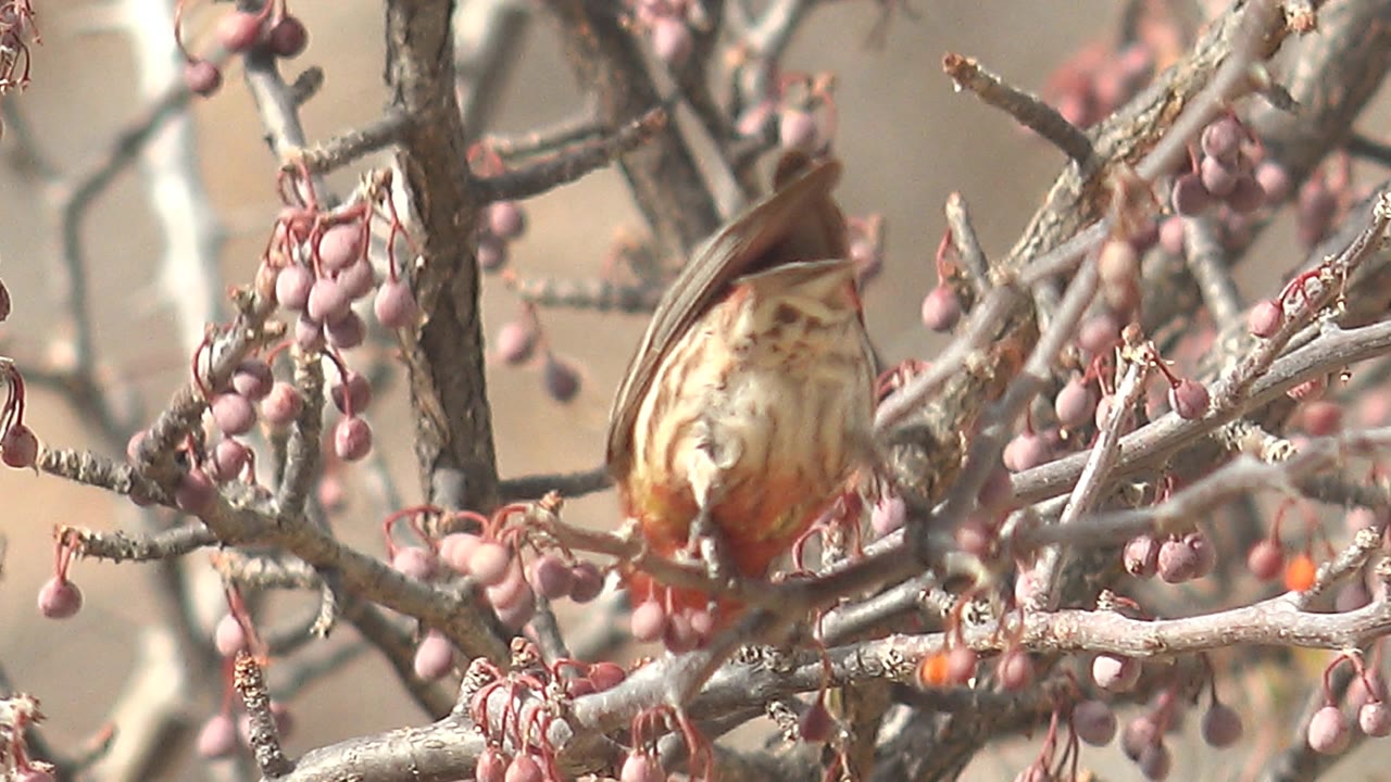 Red-headed bird perched among pink berries and dry branches.