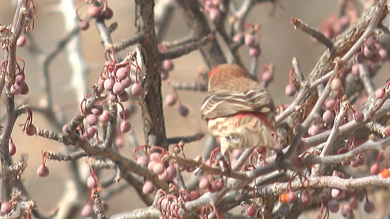 The bird turns its back to camera among the berry clusters and dry twigs in Cabo Pulmo, with its red head partly visible and no visible people.