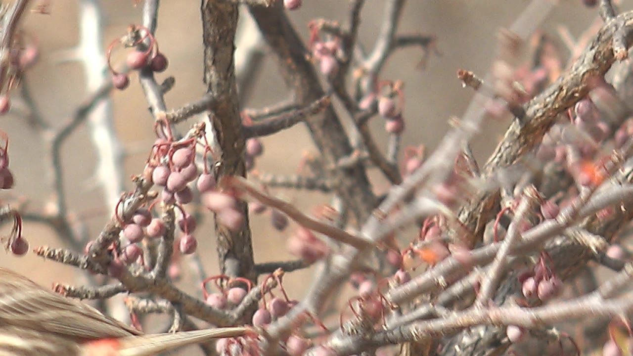A blurred moment catches the red-headed bird moving through gray branches and pink berry clusters in Cabo Pulmo, Baja California Sur, with no visible people.