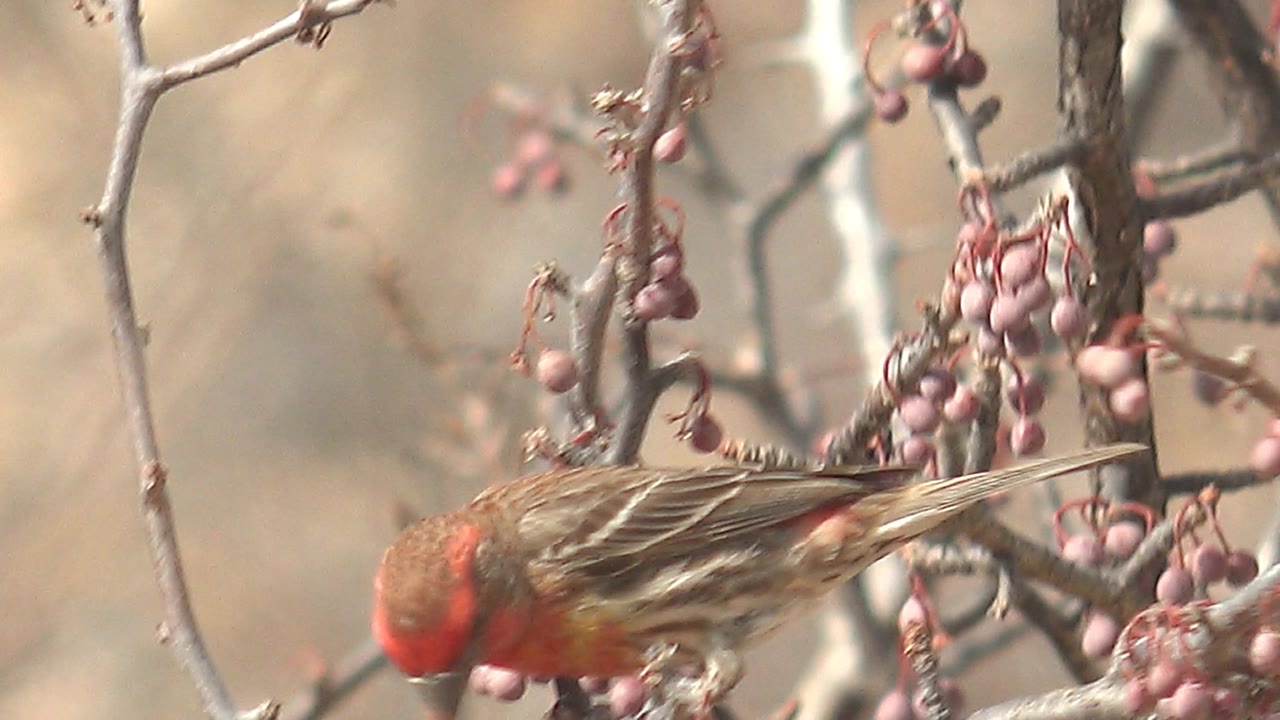 The red-headed bird leans forward along a branch beside hanging pinkish berries in Cabo Pulmo, Mexico, with the background softly out of focus and no visible people.