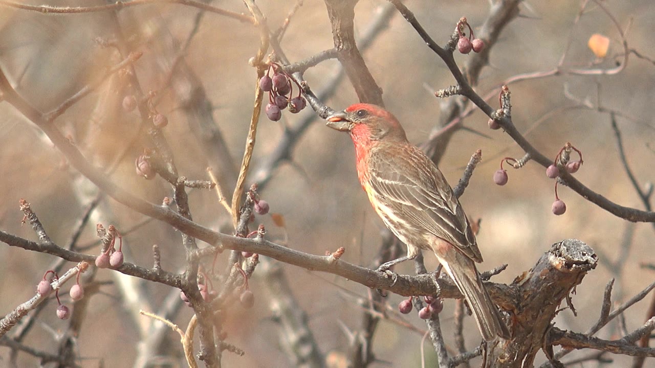 At the start of the Cabo Pulmo clip, a red-headed bird faces left on a bare branch among purple berries, with soft tan brush behind it and no visible people.