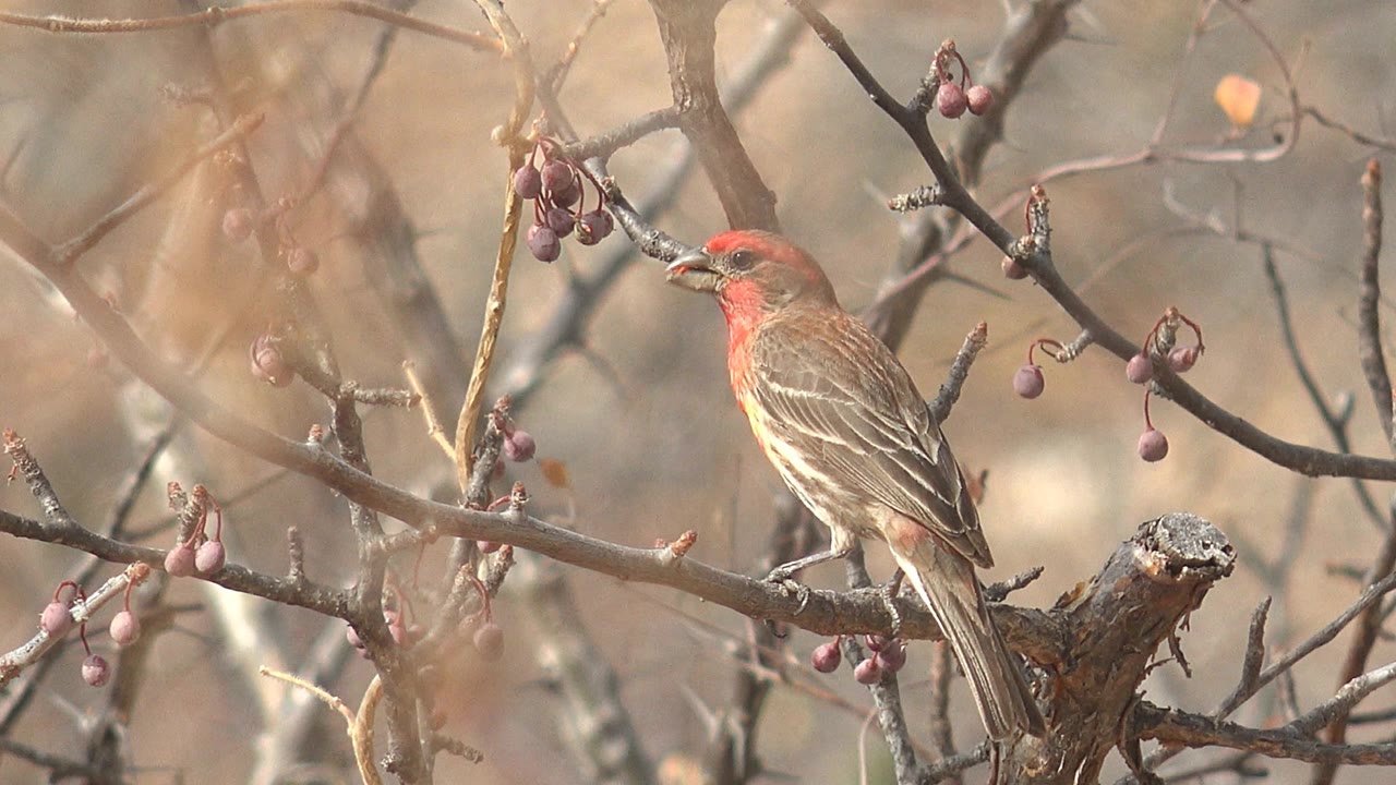 One second into the Cabo Pulmo clip, the red-headed bird remains side-on beneath hanging purple berries, framed by intersecting bare branches and no visible people.