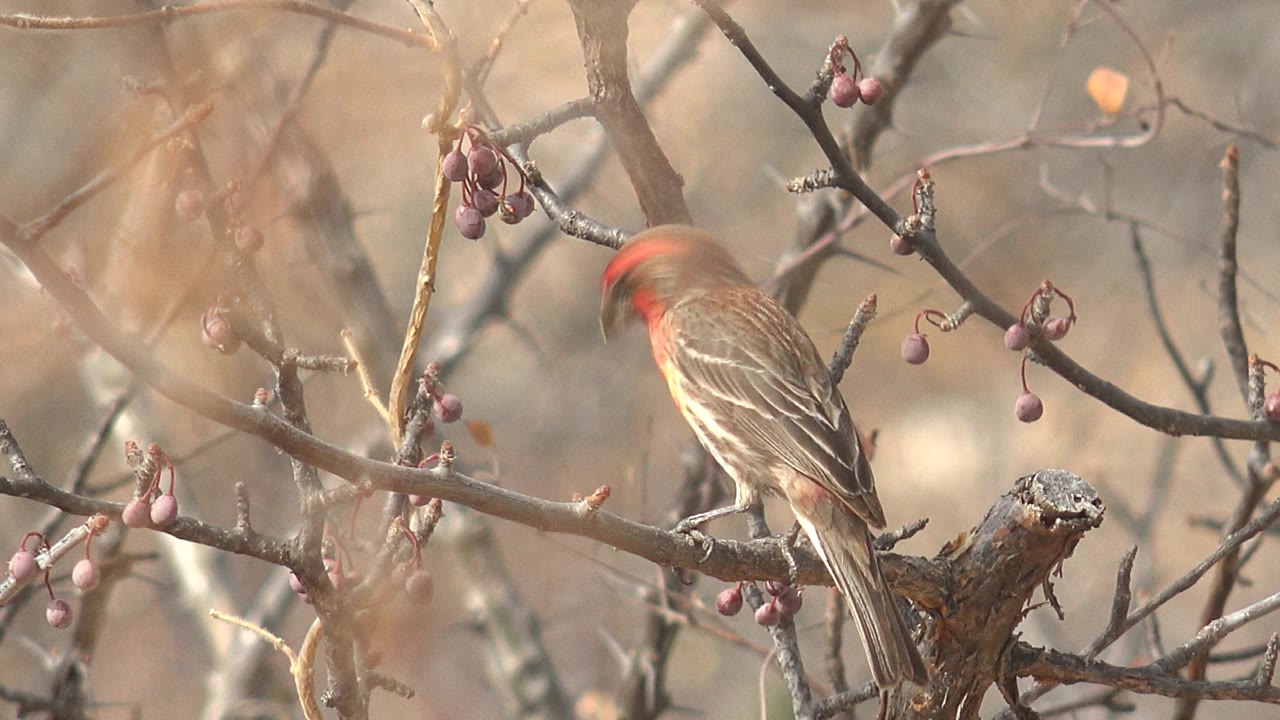 At two seconds in Cabo Pulmo, the perched bird blurs slightly as it turns its red head, with purple berries and dry branches still surrounding it and no visible people.