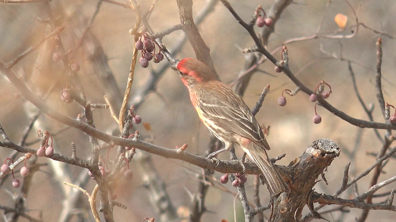 At three seconds in the Cabo Pulmo footage, the bird angles its head toward nearby purple berries while standing on the same bare branch, with no visible people in frame.