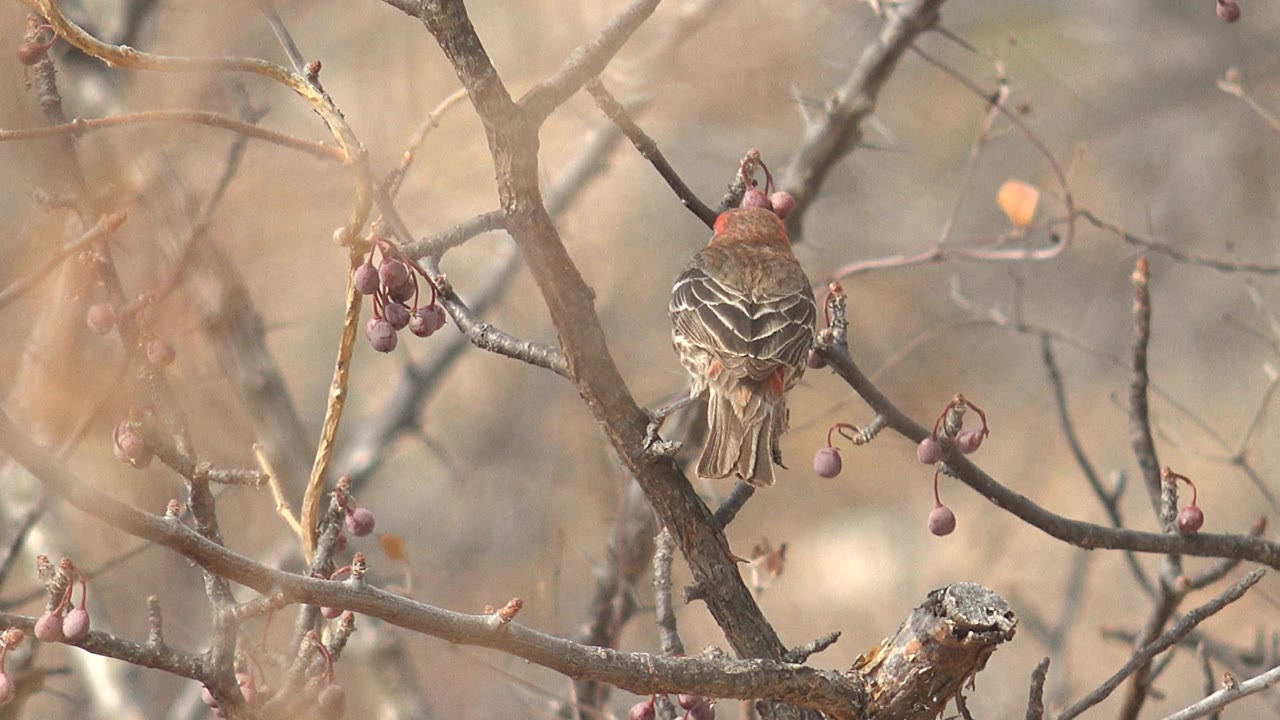 A red-headed brown bird faces away while perched on a bare branch with small purple berries in Cabo Pulmo, Baja California Sur, with no visible people.