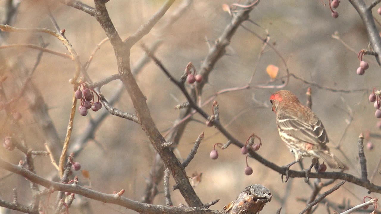 A small red-headed bird perches side-on among thin bare branches and purple berries in Cabo Pulmo, Baja California Sur, with no visible people.