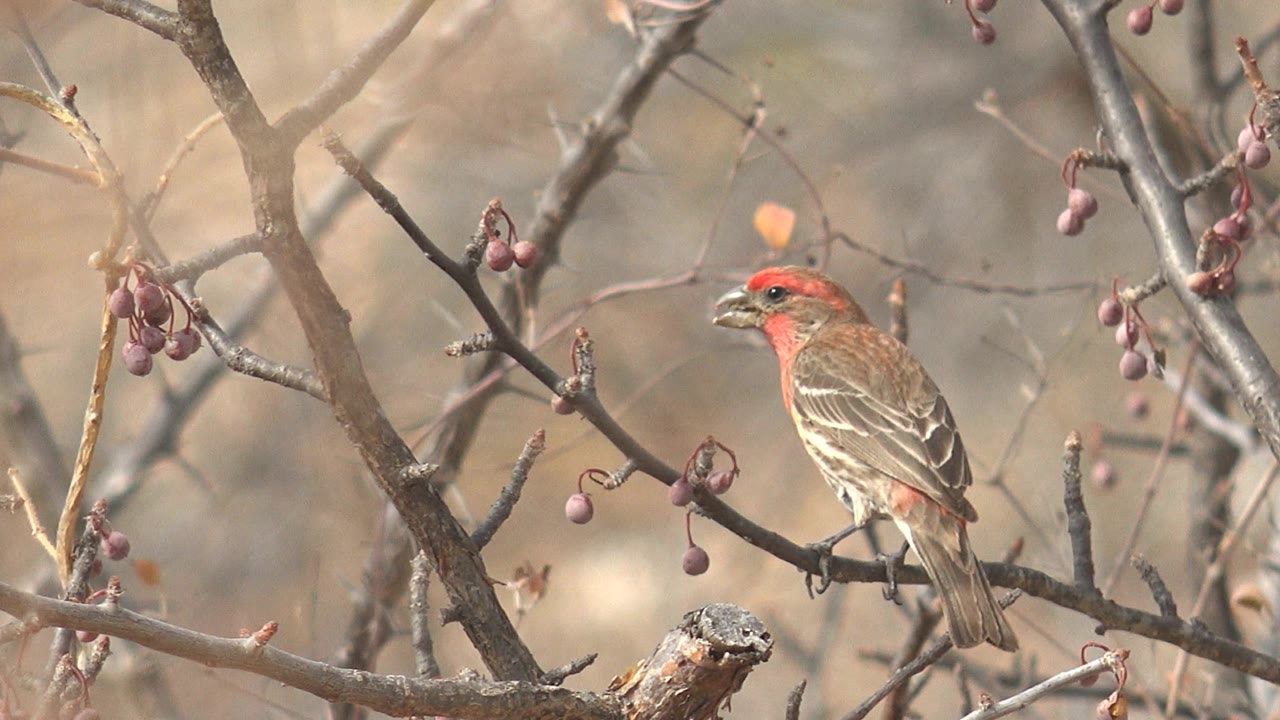 The bird turns to the right on a bare branch near hanging purple berries in Cabo Pulmo, Baja California Sur, with no visible people.