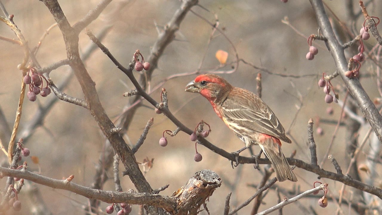 Close side view of a red-headed bird perched on a branch.