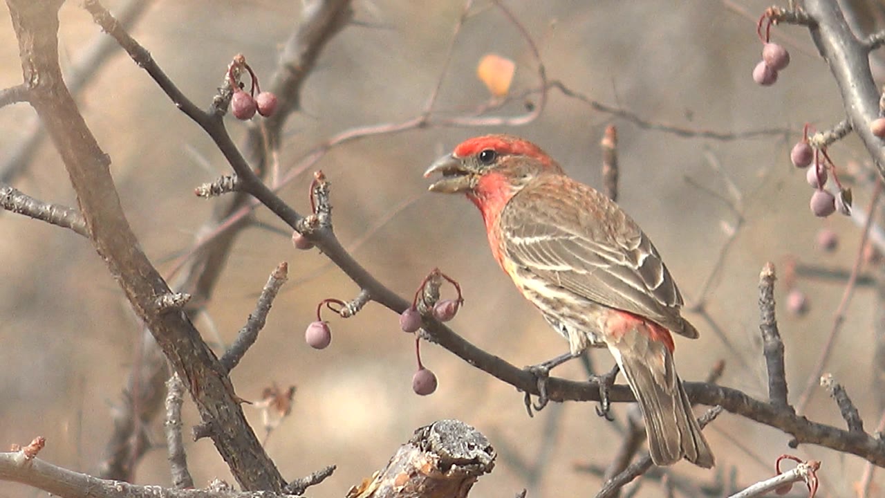 Red-headed finch perched on a branch near purple berries.