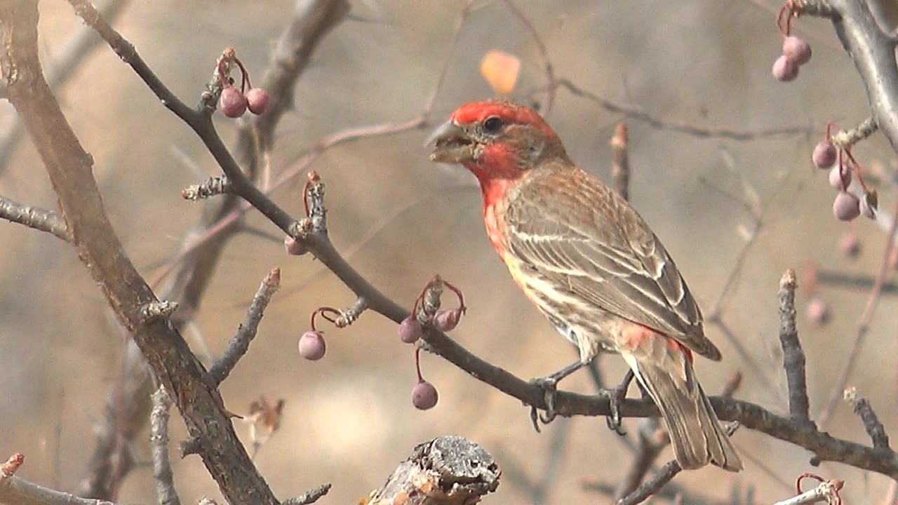 The finch remains side-on with its red head and striped wing visible, perched beside dangling purple berries in Cabo Pulmo, Baja California Sur, with no visible people.