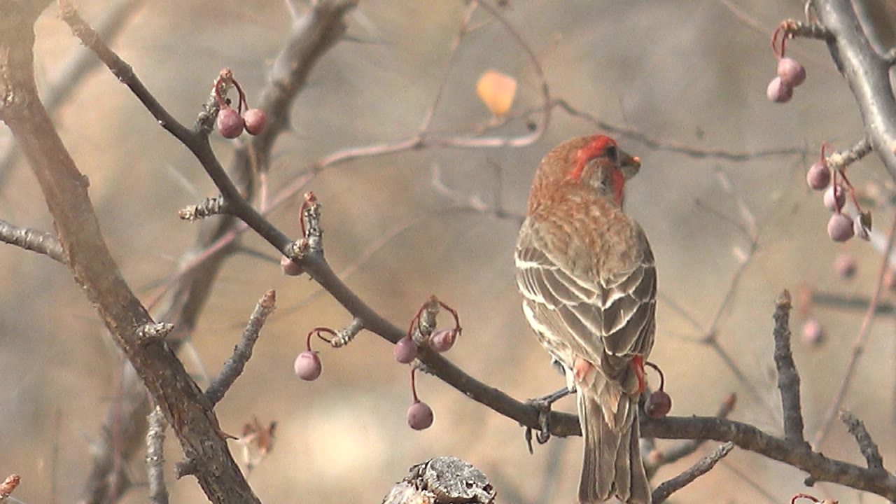 The bird has turned its back toward the camera, showing brown back feathers, pale wing stripes, and a red crown among branches and purple berries in Cabo Pulmo, Baja California Sur, with no visible people.