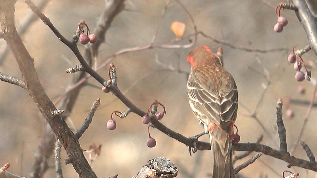 A back view of the finch shows its layered brown wing feathers and long tail while it perches near clusters of purple berries in Cabo Pulmo, Baja California Sur, with no visible people.