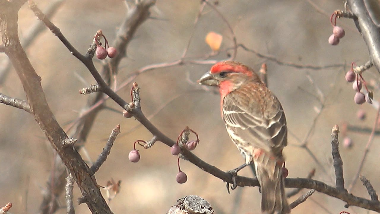 Red-headed bird perched on a branch near small purple berries.