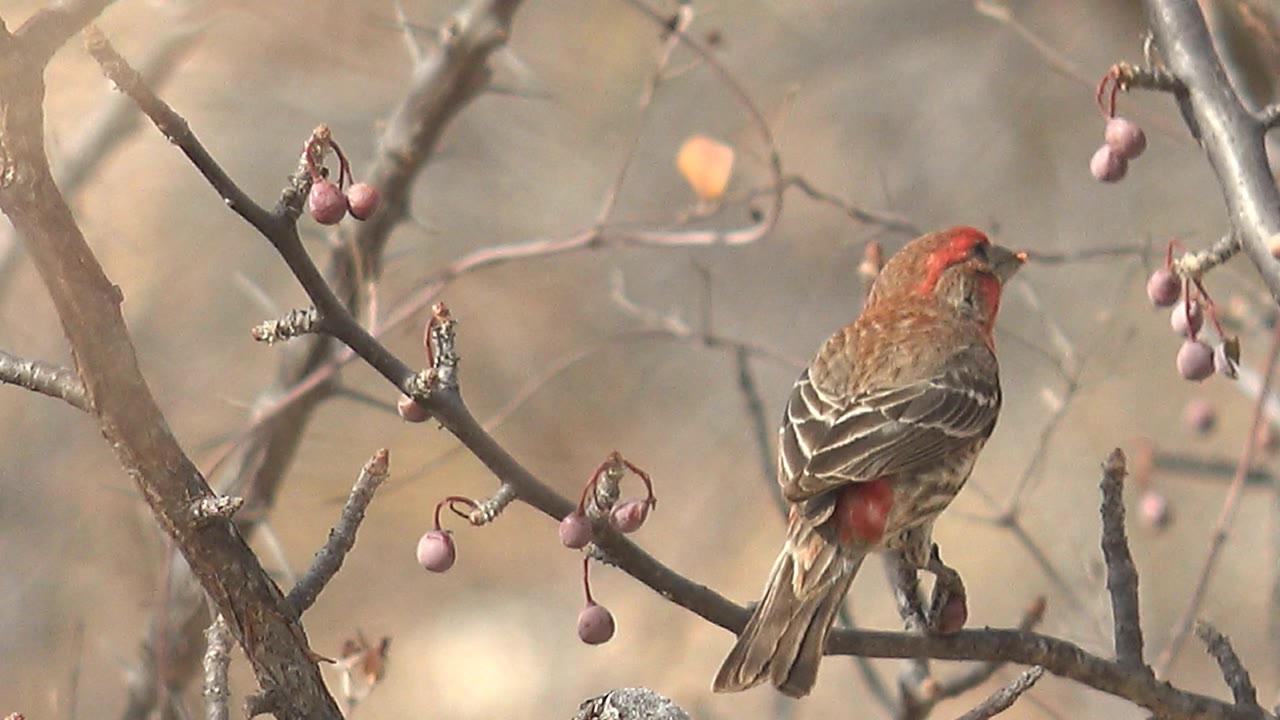 The bird turns away from the camera on a branch in Cabo Pulmo, Mexico, showing striped wings, a red rump, berry clusters, and no visible people.