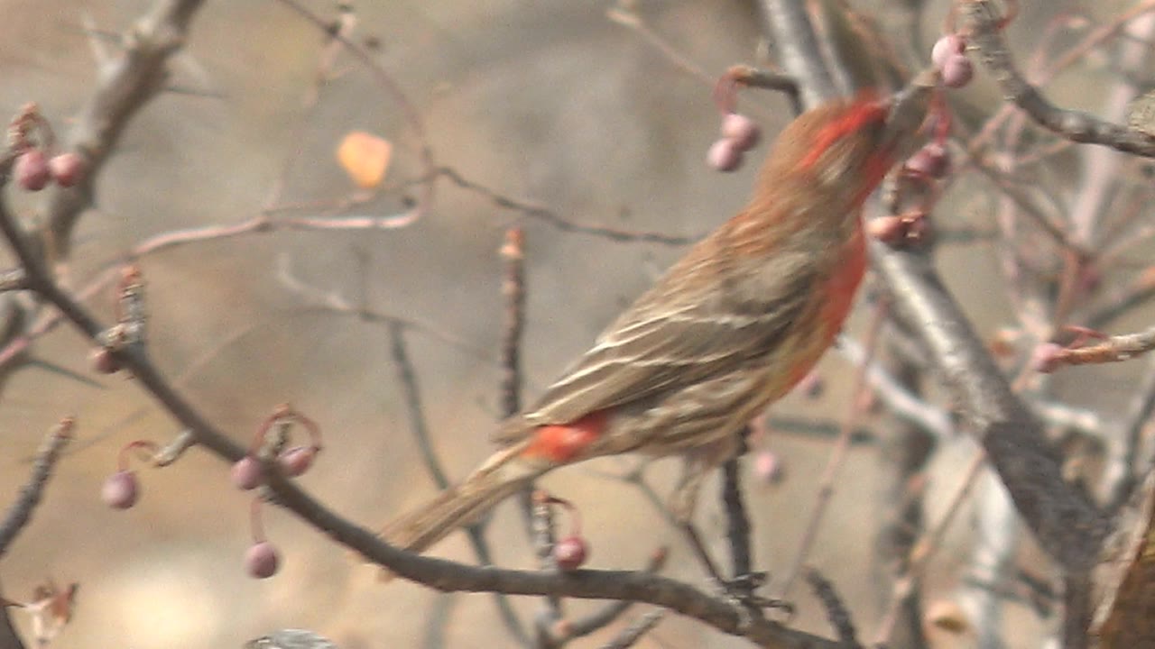 A blurred red-headed bird shifts at the right edge of the Cabo Pulmo frame, with bare branches and purple berries still visible and no visible people.
