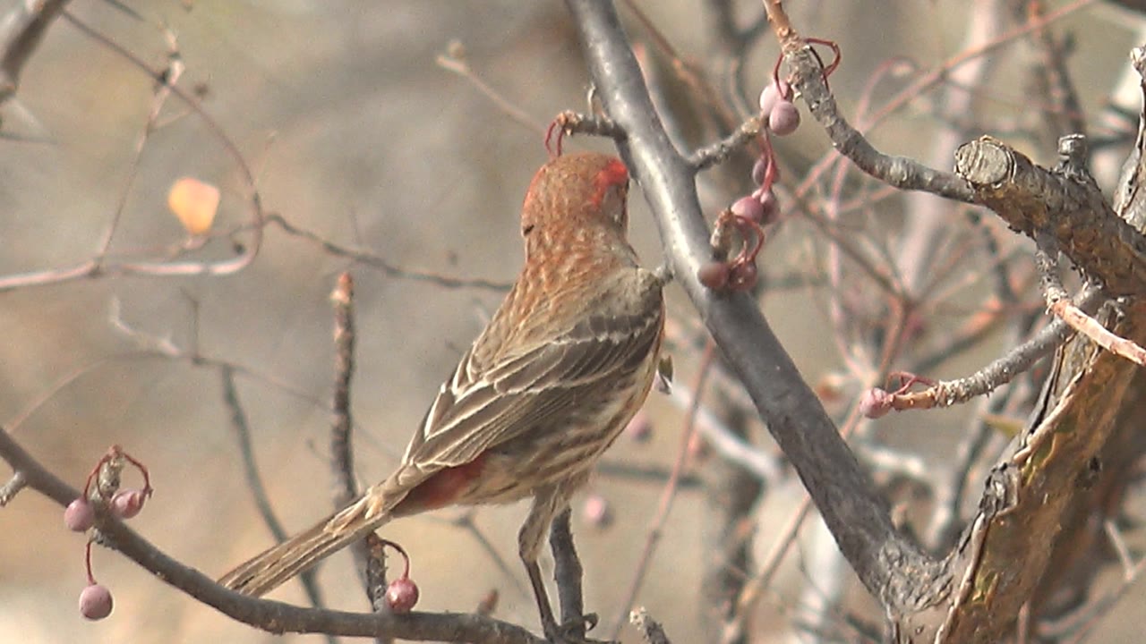 The red-headed bird is seen from behind at closer range in Cabo Pulmo, Mexico, beside several small purple berries and dry branches, with no visible people.
