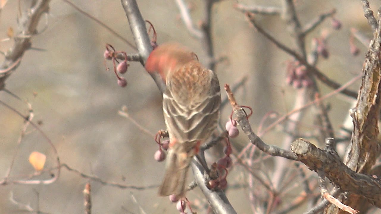 A red-headed finch faces away while perched among bare branches and small red berries in Cabo Pulmo, Baja California Sur, with no visible people.
