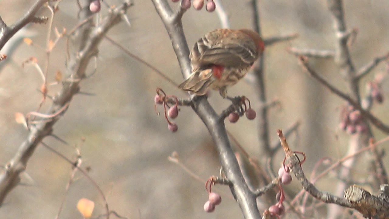 The finch leans down with its red head near a cluster of berries on thin gray branches in Cabo Pulmo, Baja California Sur, with no visible people.