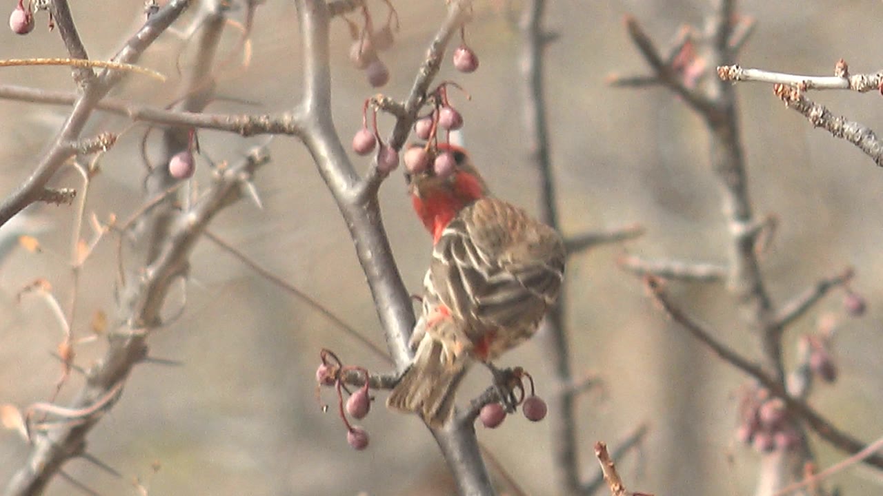A small finch with red head and chest markings holds to a branch beside berry clusters in Cabo Pulmo, Baja California Sur, with no visible people.