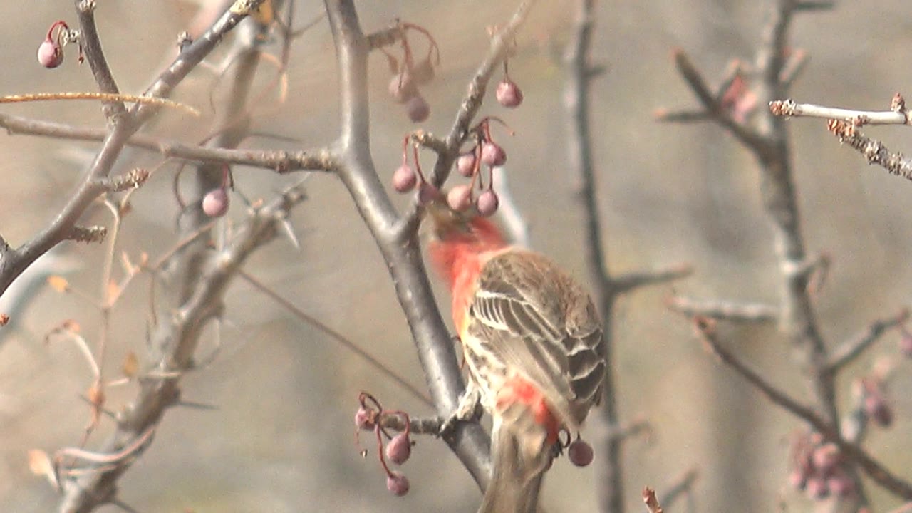 Finch hangs near berries among bare branches.