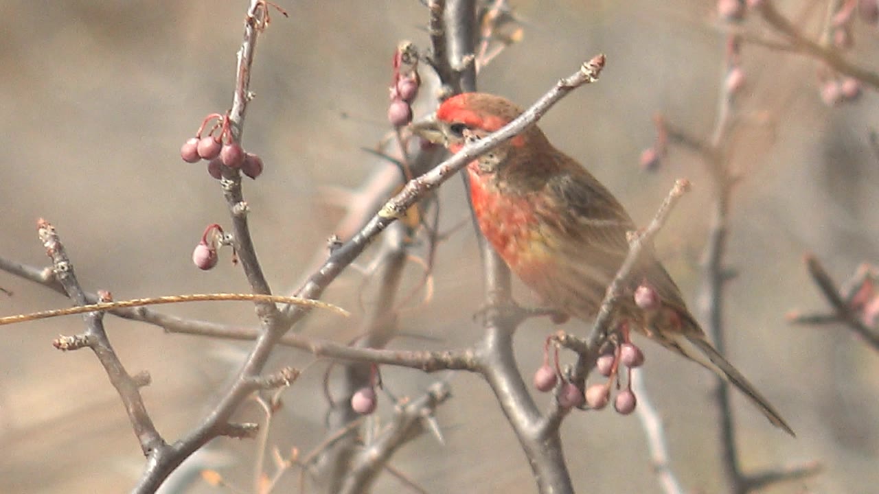 A small red-headed bird perches on a thin berry-covered branch in Cabo Pulmo, Baja California Sur, Mexico, with a soft tan background and no visible people.