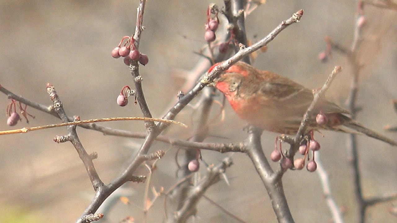 Red-headed bird leaning near red berries on bare branches.