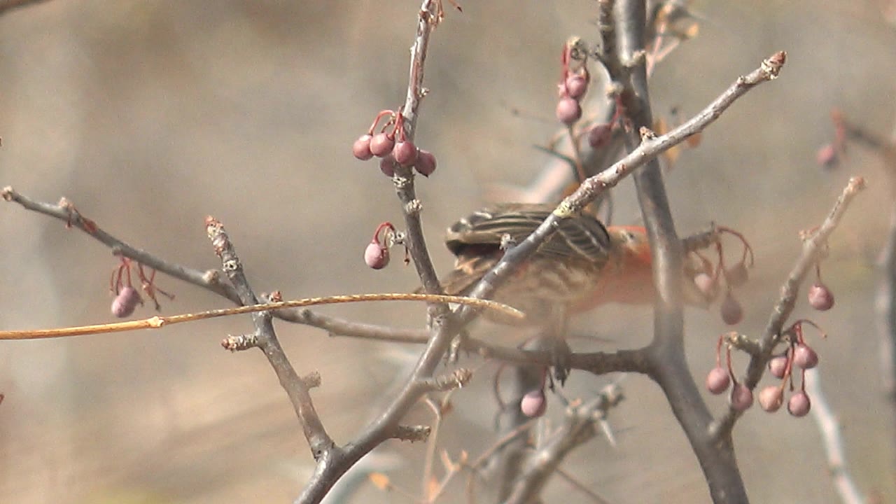 The bird turns partly away from camera on a thin branch in Cabo Pulmo, showing its striped wing and tail near clusters of small red berries with no visible people.