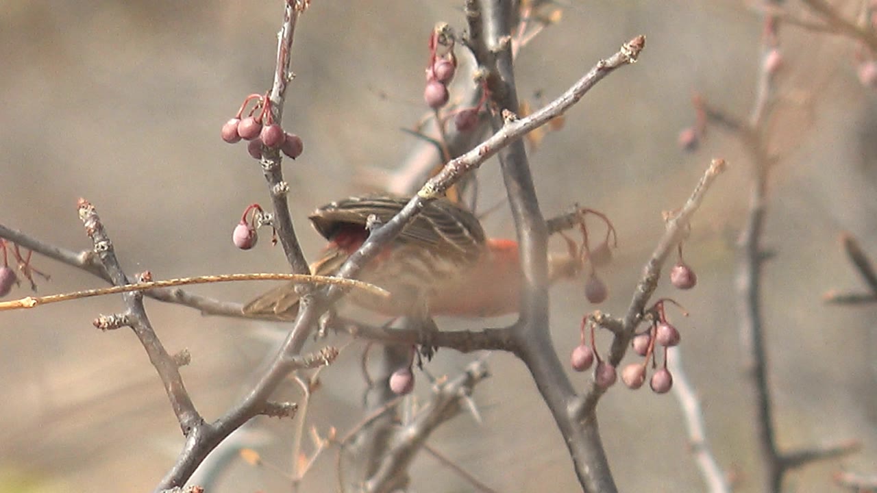 Small red-headed bird partly hidden on berry branches