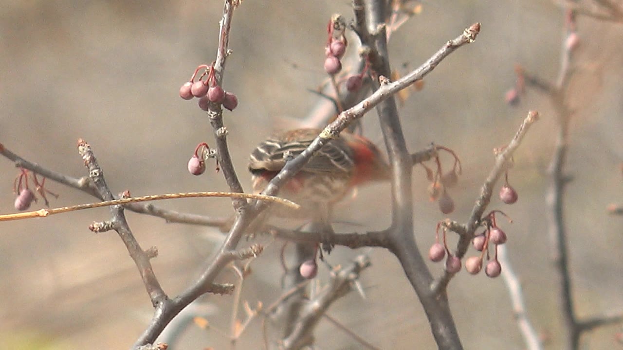 The bird turns along a twig beside hanging purple berries, its red head partly visible through foreground branches in Cabo Pulmo, Mexico, with no visible people.