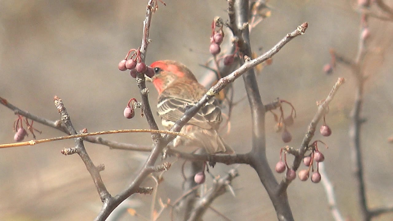 A red-headed bird perches more clearly on the right side of the branches beside several purple berry clusters in Cabo Pulmo, Mexico, with no visible people.
