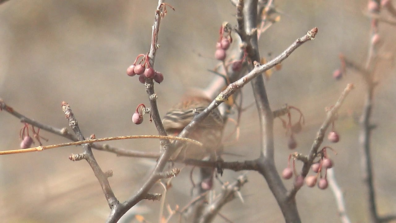The bird is mostly concealed behind intersecting branches and berry stems, leaving its brown body and red head partially visible in Cabo Pulmo, Mexico, with no visible people.