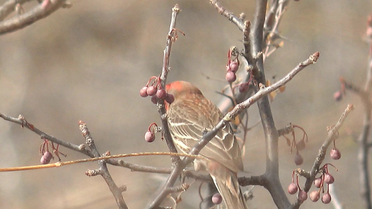 Red-headed brown bird perched near small red berries on bare branches.
