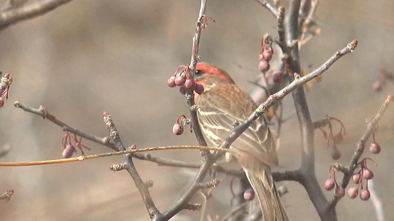At 0:01, the bird angles its red head toward nearby berries while crossing twigs frame the close view in Cabo Pulmo, with no visible people.