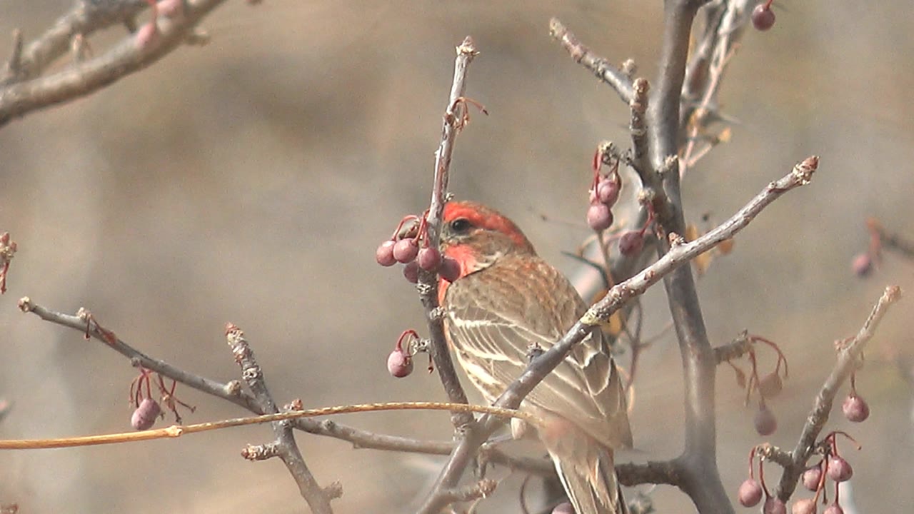 At 0:02, the bird's head sits close to a hanging cluster of red berries, with bare gray branches and a blurred dry background in Cabo Pulmo, no visible people.