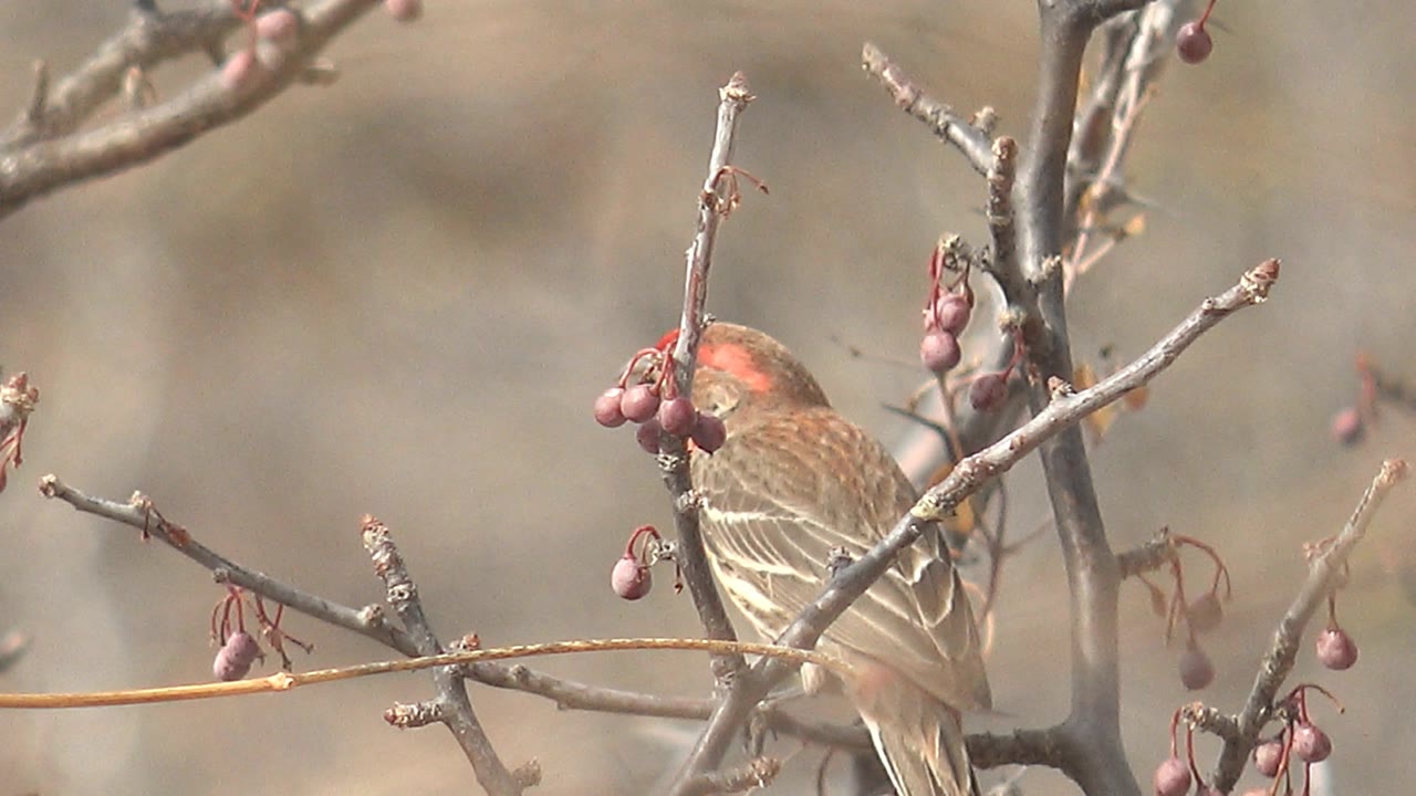 At 0:03, the brown bird is partly screened by foreground twigs as it stays perched beside berry clusters in Cabo Pulmo, Baja California Sur, with no visible people.