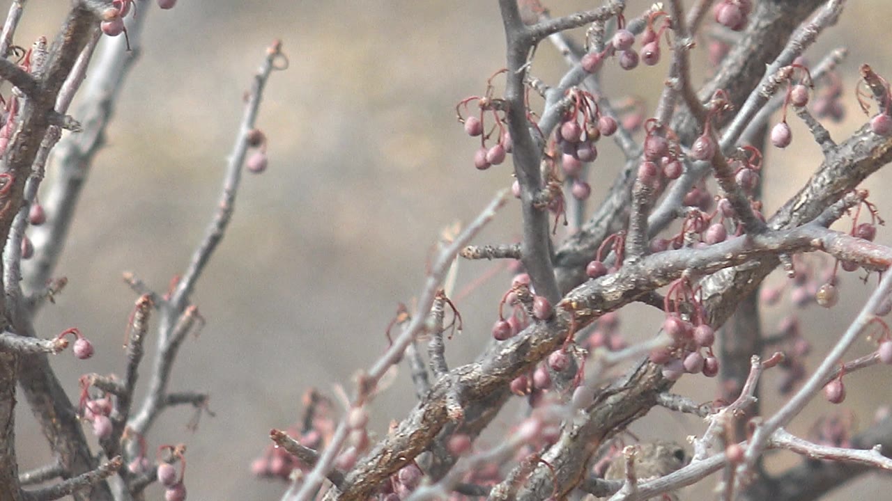 Small sparrow partly hidden behind gray branches with red berries in Cabo Pulmo, Baja California Sur, Mexico, with no visible people.