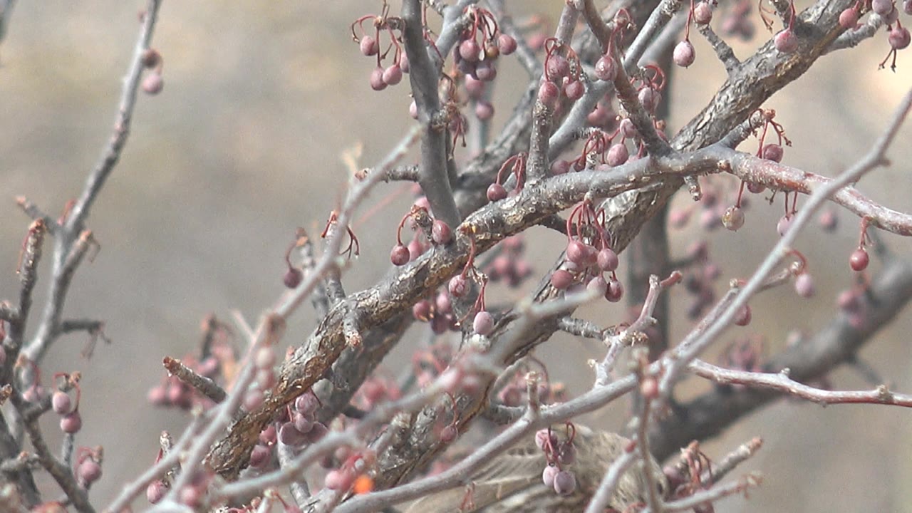 Sparrow perched near the right side of tangled berry branches in Cabo Pulmo, Baja California Sur, Mexico, with no visible people.