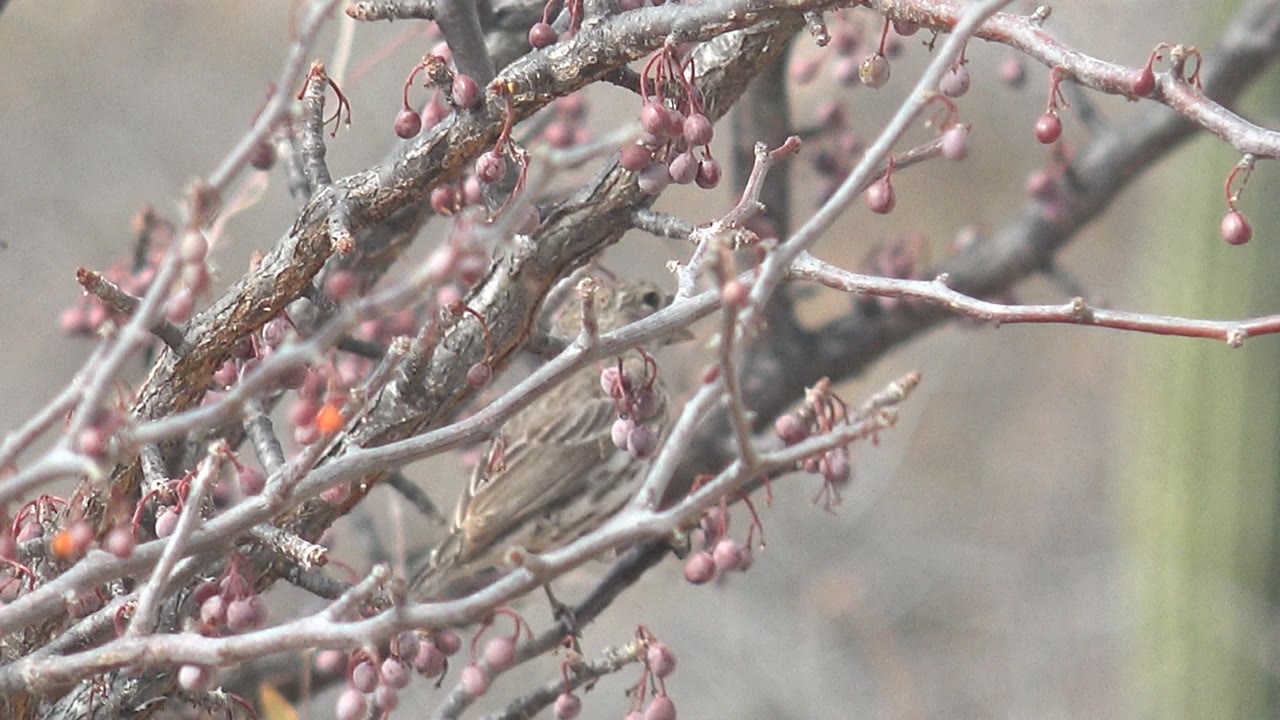 Brown and gray sparrow beside small red berries on bare branches in Cabo Pulmo, Baja California Sur, Mexico, with no visible people.