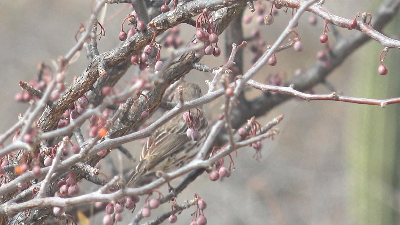 Sparrow tucked behind crossing berry branches